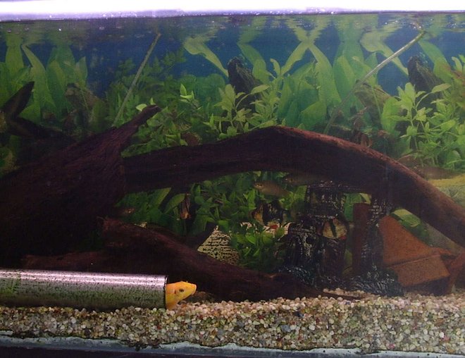freshwater fish tank (mostly fish and non-living decorations) - This is just the whole view of my tank, i love the natural look with the wood, its so organic. i think i have the perfect mesh of fish, they go together really well =]