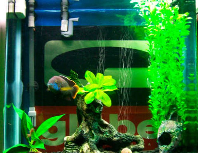 34 gallons freshwater fish tank (mostly fish and non-living decorations) - .