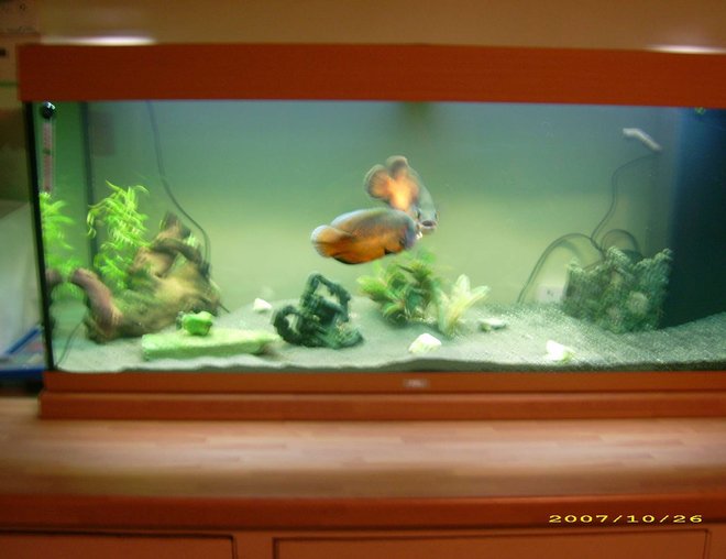 57 gallons freshwater fish tank (mostly fish and non-living decorations) - A picture of my new juwel 240 and my two small oscars hopefully they might be a bit happier in their new larger tank :D please comment thanks