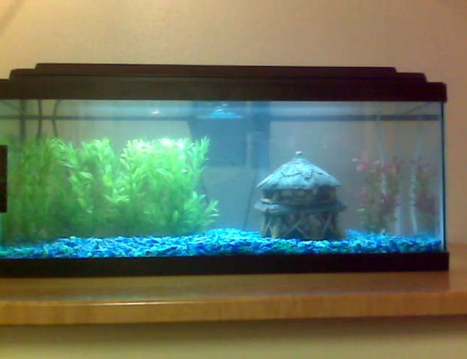 20 gallons freshwater fish tank (mostly fish and non-living decorations) - More plants, and a little more organized now.