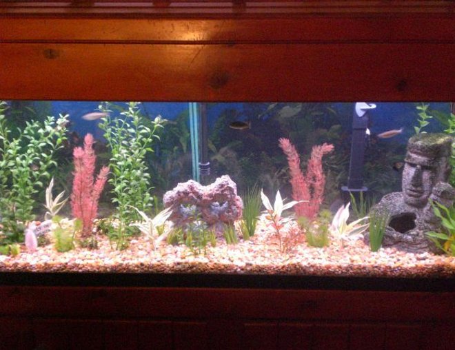 55 gallons freshwater fish tank (mostly fish and non-living decorations) - My 55 gallon fish tank 1. do u like it?