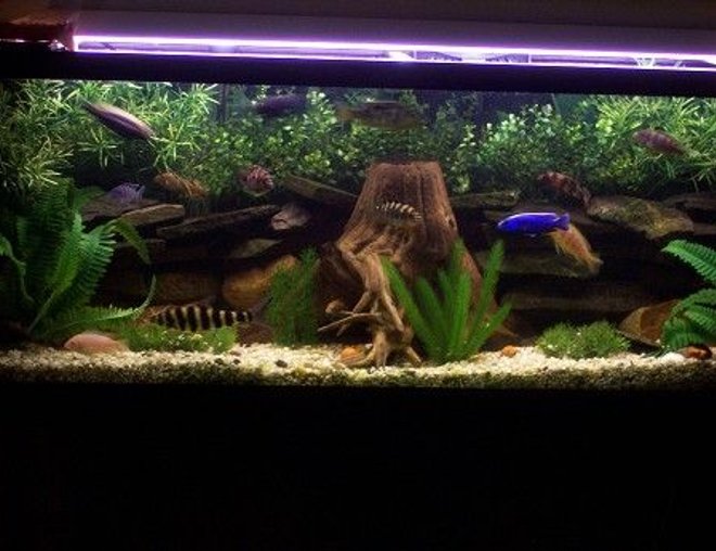 55 gallons freshwater fish tank (mostly fish and non-living decorations) - 55 Gallon Mixed Cichlids,Fake Plants Real  Driftwood And Some Rocks!