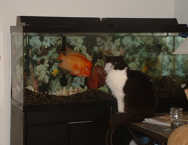 55 gallons freshwater fish tank (mostly fish and non-living decorations) - Otis Red Devil Cichlid and Silvester the Cat