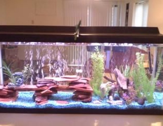 55 gallons freshwater fish tank (mostly fish and non-living decorations) - Re-arranged my tank after the  last cleaning.