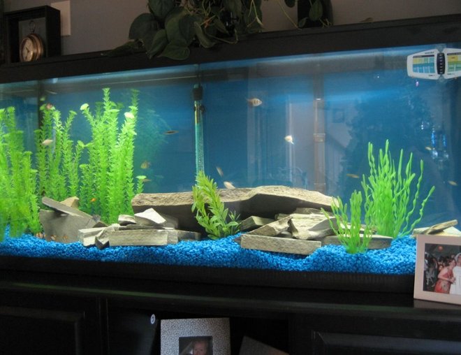 55 gallons freshwater fish tank (mostly fish and non-living decorations) - 55 Gallon Tank in my living room