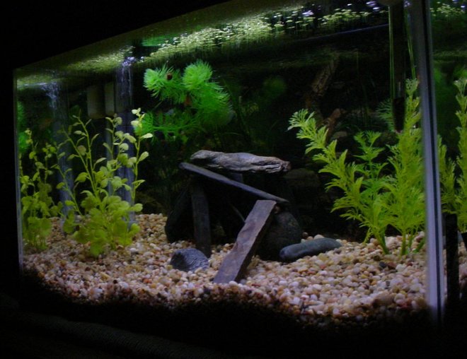freshwater fish tank (mostly fish and non-living decorations) - My tank as of 12-6-07. I didn't like the ship so i tried to make it look natural by just adding some rocks.