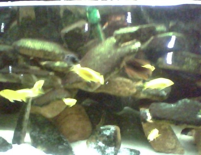 55 gallons freshwater fish tank (mostly fish and non-living decorations) - fishys