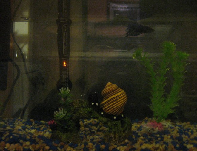 10 gallons freshwater fish tank (mostly fish and non-living decorations) - im an noob, please give me advice what to put, theres only a betta, the tanks seems lonely, what live plants can be in the tank and what fish, my betta is very peaceful,