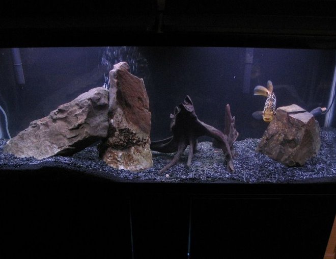 55 gallons freshwater fish tank (mostly fish and non-living decorations) - Another view of my 55 gal