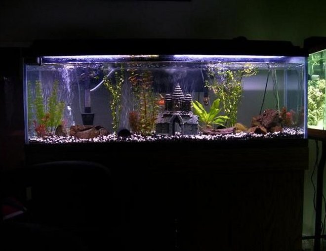 55 gallons freshwater fish tank (mostly fish and non-living decorations) - my 55 gallon finished