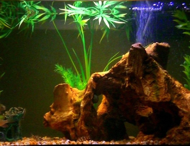 20 gallons freshwater fish tank (mostly fish and non-living decorations) - 20g 
Fish: 4 YoYo Loaches, 2 South American Gobies (SM), 1 Ruby Clown Cichlid, 1 Neon Blue Dwarf Gourami,  and 3 Otos.