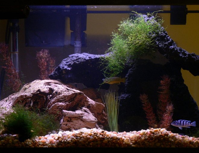 20 gallons freshwater fish tank (mostly fish and non-living decorations) - 20 gal tank with lava rock and (fake) river worn wood.  Std fluorescent lighting. Hanging filter.  A couple of african cichlids, a big gourami, a peco, catfish and two dwarf puffers.  Fake plants and java moss (real)