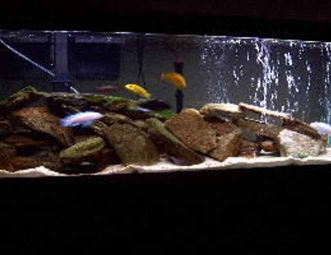 55 gallons freshwater fish tank (mostly fish and non-living decorations) - Better photo of my 55 gallon mbuna tank.
All comments are welcomed.