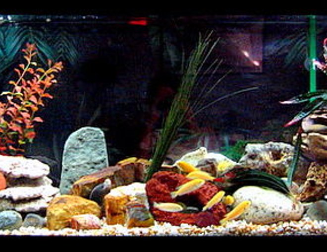 55 gallons freshwater fish tank (mostly fish and non-living decorations) - 55 gallon African cichlid tank, before it became a sand pit! All my decorations have been literally swallowed, due to their spawning behavior...grr...