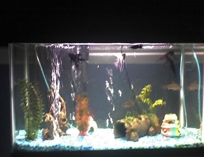 20 gallons freshwater fish tank (mostly fish and non-living decorations) - The basement tank random