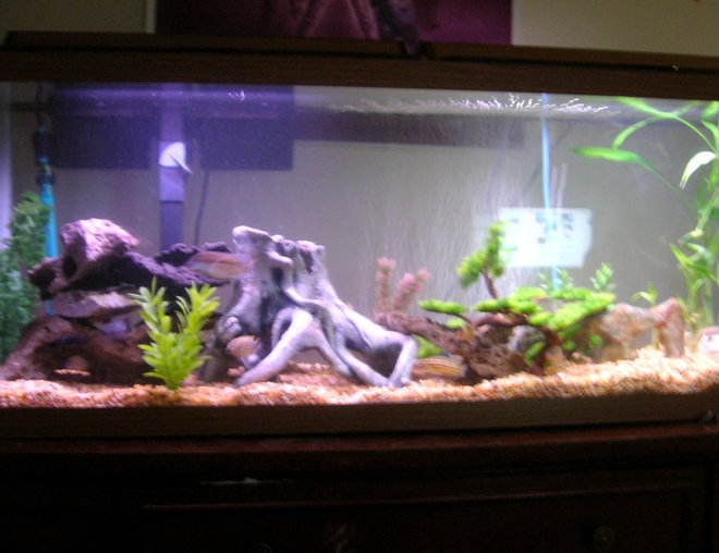 55 gallons freshwater fish tank (mostly fish and non-living decorations) - 55 gallon tank with a verity of cichlids.  All from lake tanganyika and Lake Malawi