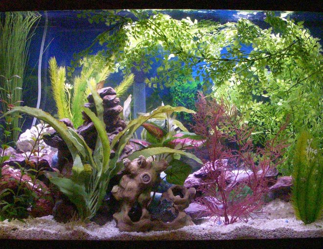 55 gallons freshwater fish tank (mostly fish and non-living decorations) - Milton, my Green Spotted Puffers, brackish tank.  30 gallons.