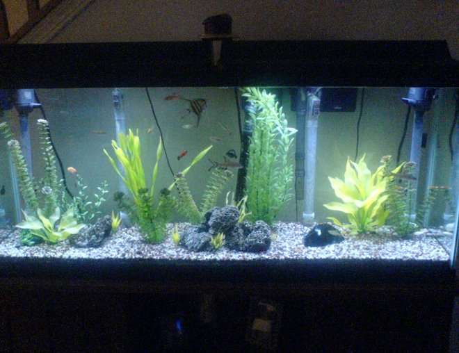 55 gallons freshwater fish tank (mostly fish and non-living decorations) - Here is my 55 gal tank :) I am open to suggestions for improving the landscaping :)