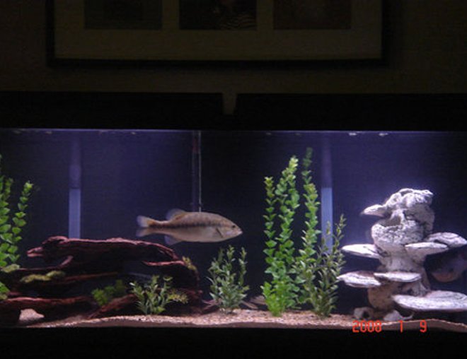 freshwater fish tank (mostly fish and non-living decorations)