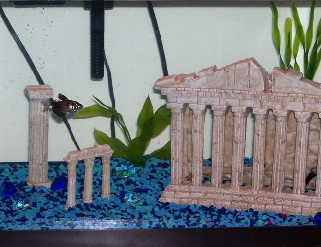 10 gallons freshwater fish tank (mostly fish and non-living decorations) - 1st tank-10 gallon column thing goin on