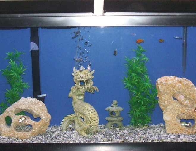 55 gallons freshwater fish tank (mostly fish and non-living decorations) - 55 gal