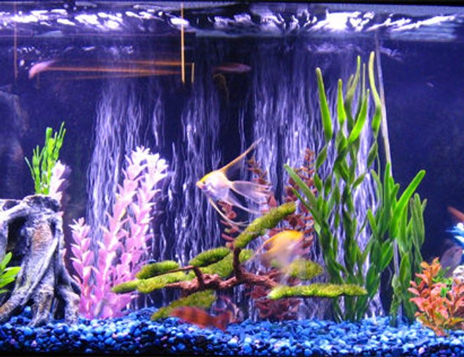 55 gallons freshwater fish tank (mostly fish and non-living decorations) - 55G Freshwater, Marineland Magnum 350 PRO, Whisper 60 HOB, Stealth Visi-Therm 200W.
