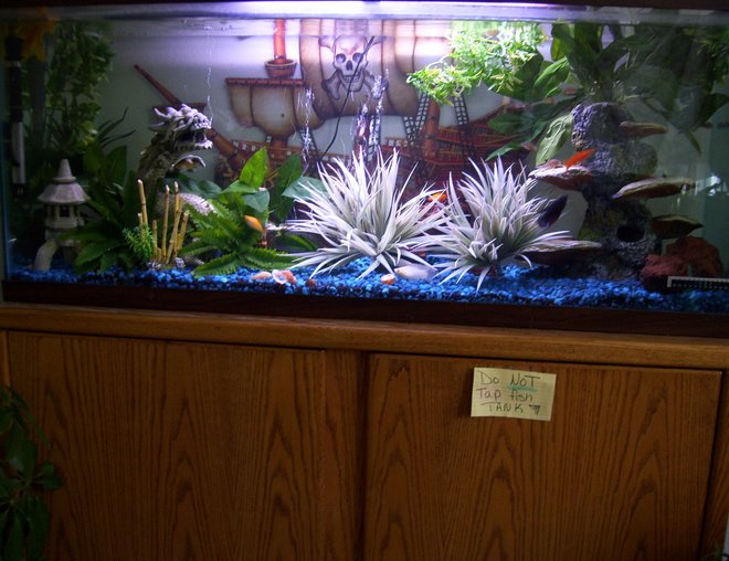 55 gallons freshwater fish tank (mostly fish and non-living decorations) - 55 gal