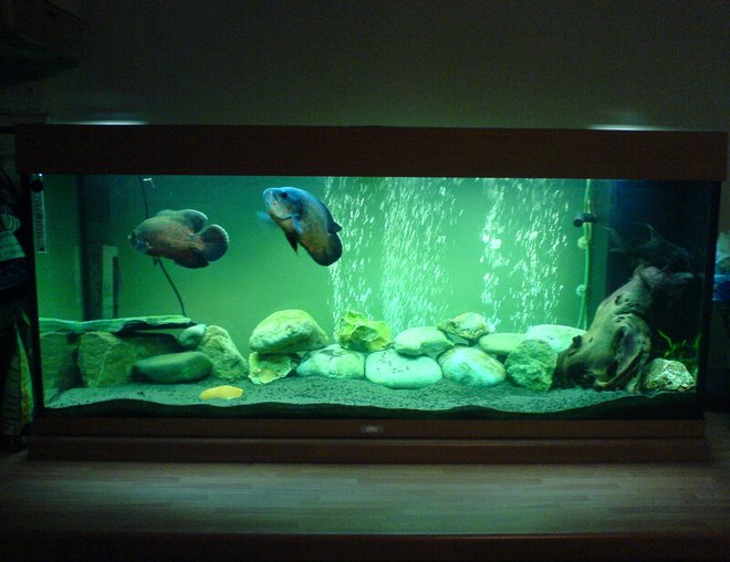 57 gallons freshwater fish tank (mostly fish and non-living decorations) - my new tank set-up with my slighty bigger fish, enjoy :D   note... i will be getting a backdrop as soon as i babysit next :)