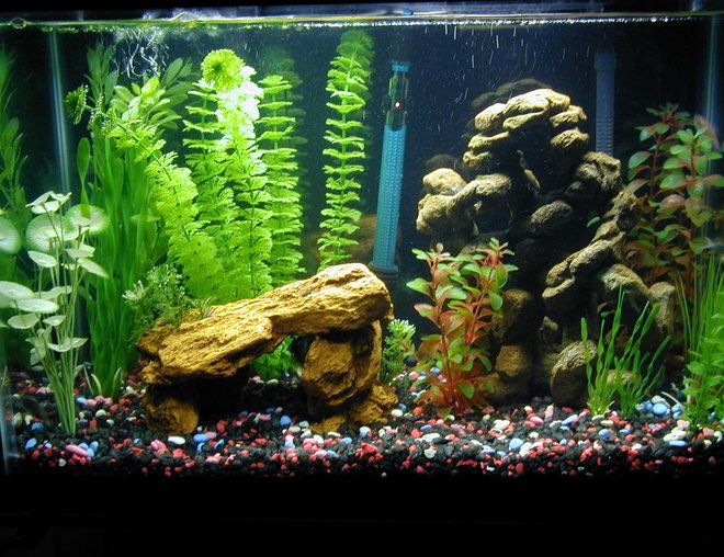 20 gallons freshwater fish tank (mostly fish and non-living decorations) - 20 gallon community aquarium