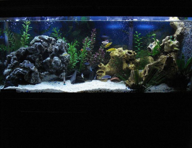 55 gallons freshwater fish tank (mostly fish and non-living decorations) - 55 gallon (48x13x21)
6x Gephyrochromus Acei
4x Labidochromus Caeruleus
3x Pseudotropheus Socolofi
3x Metriaclima Callainos
1x Metriaclima Estherae
1x Aulonocara Jacobfreibergi