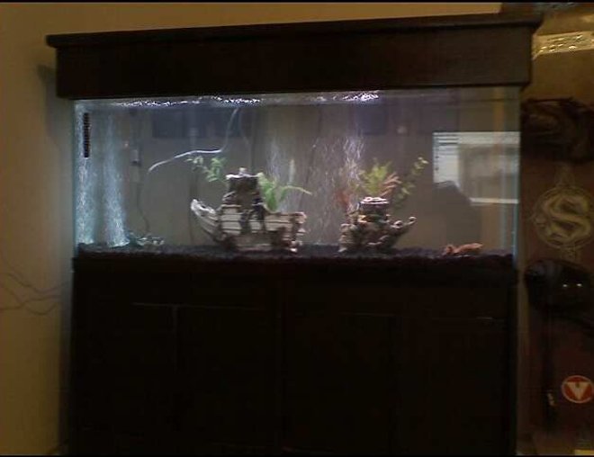 55 gallons freshwater fish tank (mostly fish and non-living decorations) - New tank for my dwarf puffers.