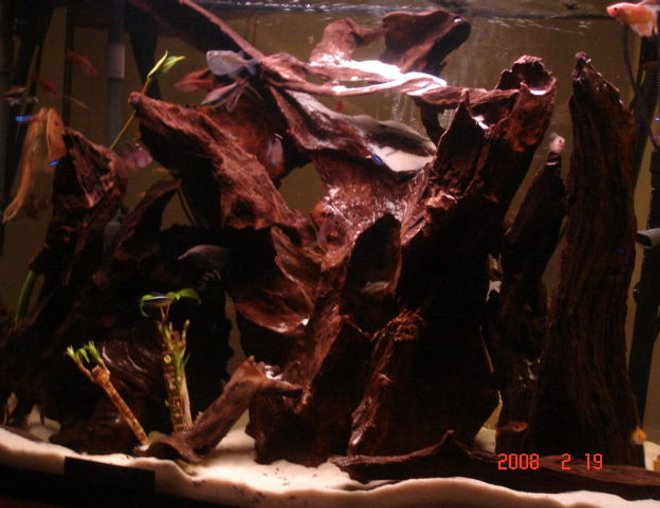 55 gallons freshwater fish tank (mostly fish and non-living decorations) - 50G