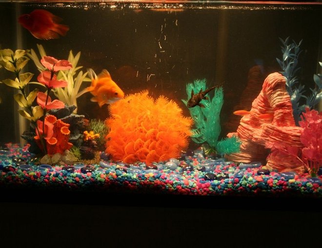 10 gallons freshwater fish tank (mostly fish and non-living decorations) - This is a photo of the full aquarium where you can see all the fish except the catfish who is camera shy. 

:)