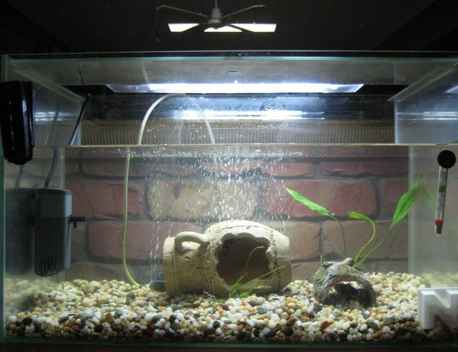 60 gallons freshwater fish tank (mostly fish and non-living decorations) - N/A