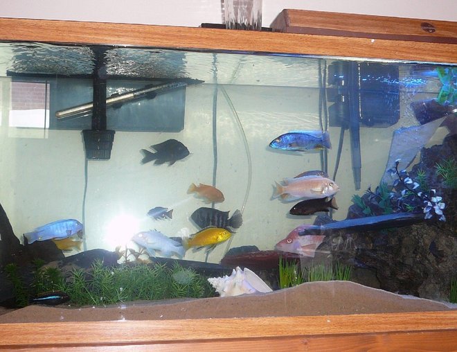 55 gallons freshwater fish tank (mostly fish and non-living decorations) - Good I hope Give suggestions