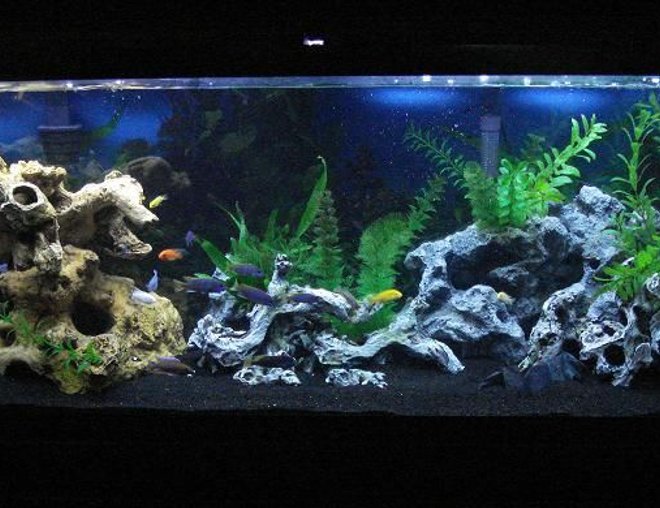 55 gallons freshwater fish tank (mostly fish and non-living decorations) - 55 gallon after switching to black Tahitian Moon sand