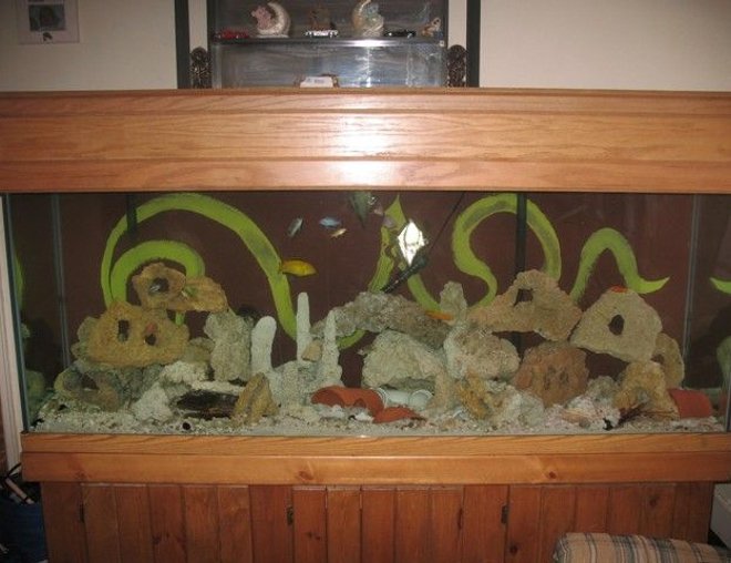 150 gallons freshwater fish tank (mostly fish and non-living decorations) - My 150 gallon Tank
