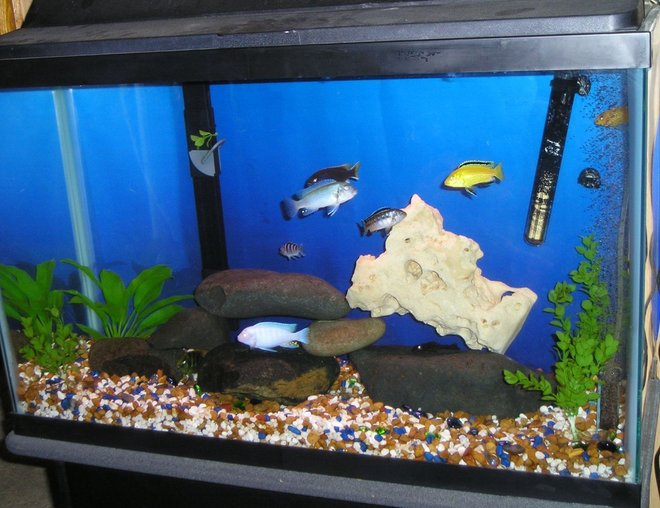 freshwater fish tank (mostly fish and non-living decorations) - This is my 30 gallon cichlid tank. It has 1 yellow lab, 1 red zebra, 1 albino, 1 cobalt, 1 Acei, 1 kenyi, 1 giraffe cichlid, 1 that I don't know the name of & the pleco won't be in there much longer