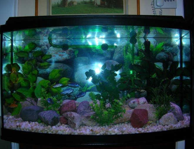 46 gallons freshwater fish tank (mostly fish and non-living decorations) - African Cichlid Tank
Electric yellows, powder blues, aurutus, cherry zebras, purple aceis and yellow blaze.