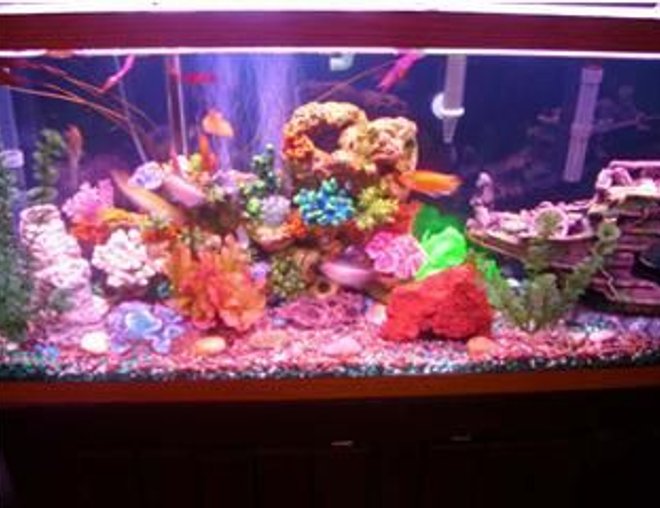 55 gallons freshwater fish tank (mostly fish and non-living decorations) - freshwater fish tank