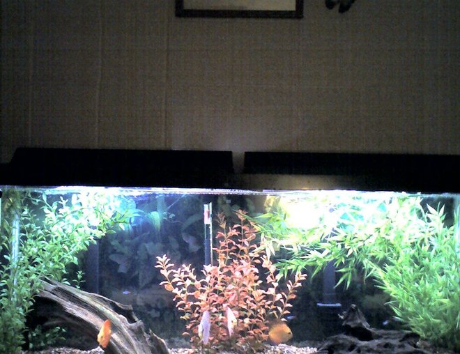 55 gallons freshwater fish tank (mostly fish and non-living decorations) - 55 gal discus tank