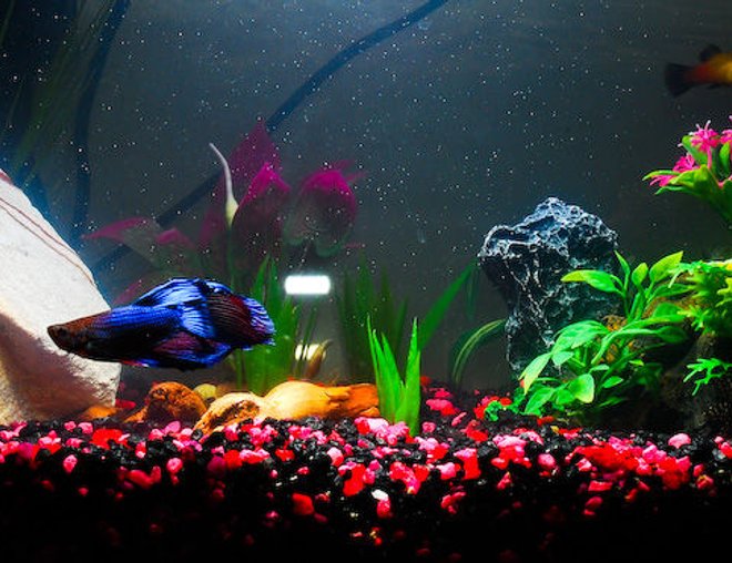 10 gallons freshwater fish tank (mostly fish and non-living decorations) - This is our first fish tank.
It's a 10 gallon freshwater tank, holding 1 betta (shown in front), 2 balloon mollies, 2 sunset platies, and one pleco (and they all *do* get along very well).

Will probably upgrade to a bigger tank once the pleco grows.

Decorations are mostly artificial...some natural driftwood, and natural rock on the left.