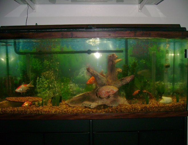 55 gallons freshwater fish tank (mostly fish and non-living decorations) - 55 gal tank