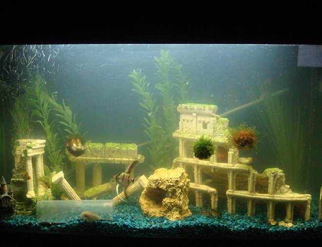 60 gallons freshwater fish tank (mostly fish and non-living decorations) - [Old tank] Marineland Eclipse 29 Gallon Aquarium,
Eclipse Bio-Wheel Filtration,
2 x 18W Eclipse Lighting,
Marineland 1140 Powerhead,
Marineland Stealth Heater, 
Tetra Whisper Air Pump