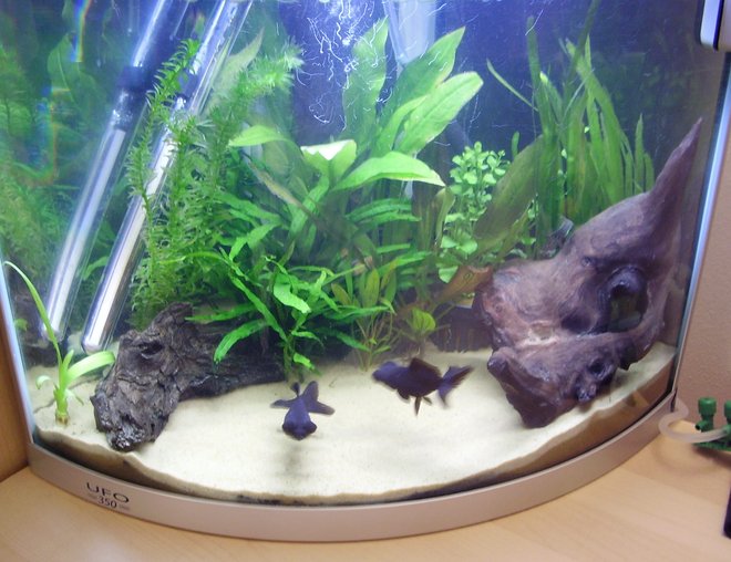 8 gallons freshwater fish tank (mostly fish and non-living decorations) - My UFO 350 :)
8 gallons
30 litres