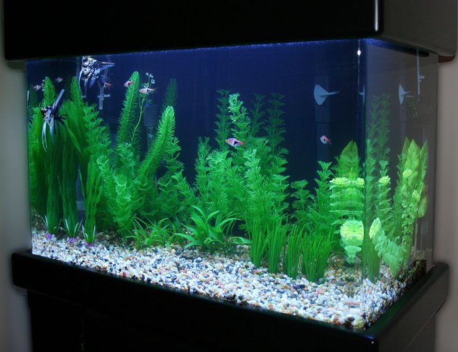 20 gallons freshwater fish tank (mostly fish and non-living decorations) - Marbled Angelfish Tank