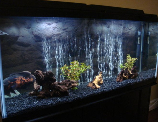 55 gallons freshwater fish tank (mostly fish and non-living decorations) - Oscar Tank