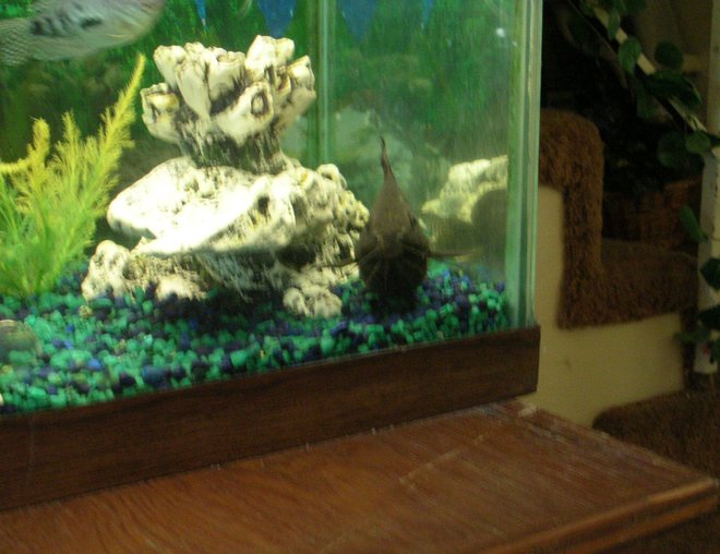 55 gallons freshwater fish tank (mostly fish and non-living decorations) - fance father catfish