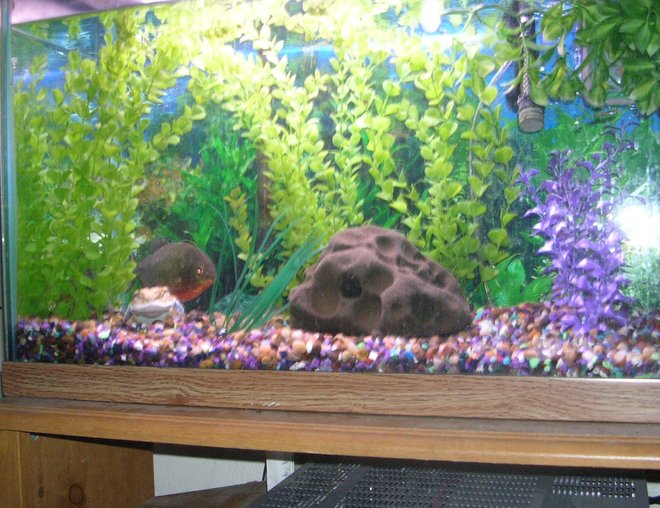55 gallons freshwater fish tank (mostly fish and non-living decorations) - 30 gallon