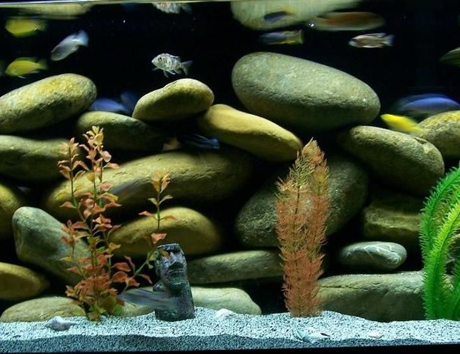 freshwater fish tank (mostly fish and non-living decorations) - 75 gallon4 foot long, 18 inches wide, Penguin 350 HOB power filter, Aquaclear 110 Power Filter, 250 watt Visi_Therm Deluxe heater.  120+ pounds of rocks.  Black painted background, and buffered African Cichlid sand.